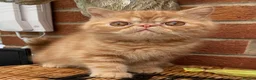 Exotic cats for sale: 💙Beautiful Exotic Shorthair Boy Kittens💙 - Advert 18