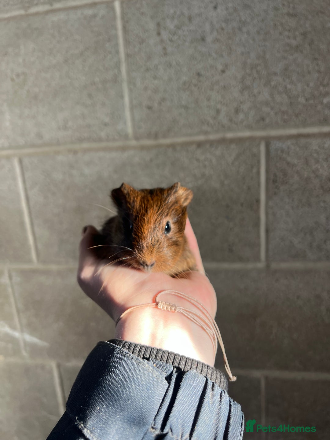 Guinea Pig rodents for sale: Three lovely boys looking for their forever home!  - Advert 6