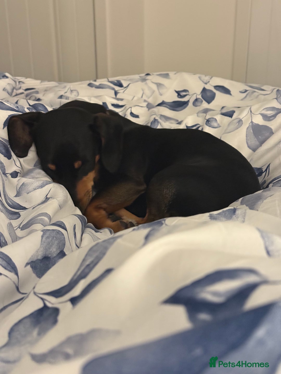 Mixed Breed dogs for sale: male black & tan daschund x jack russell  - Image 2
