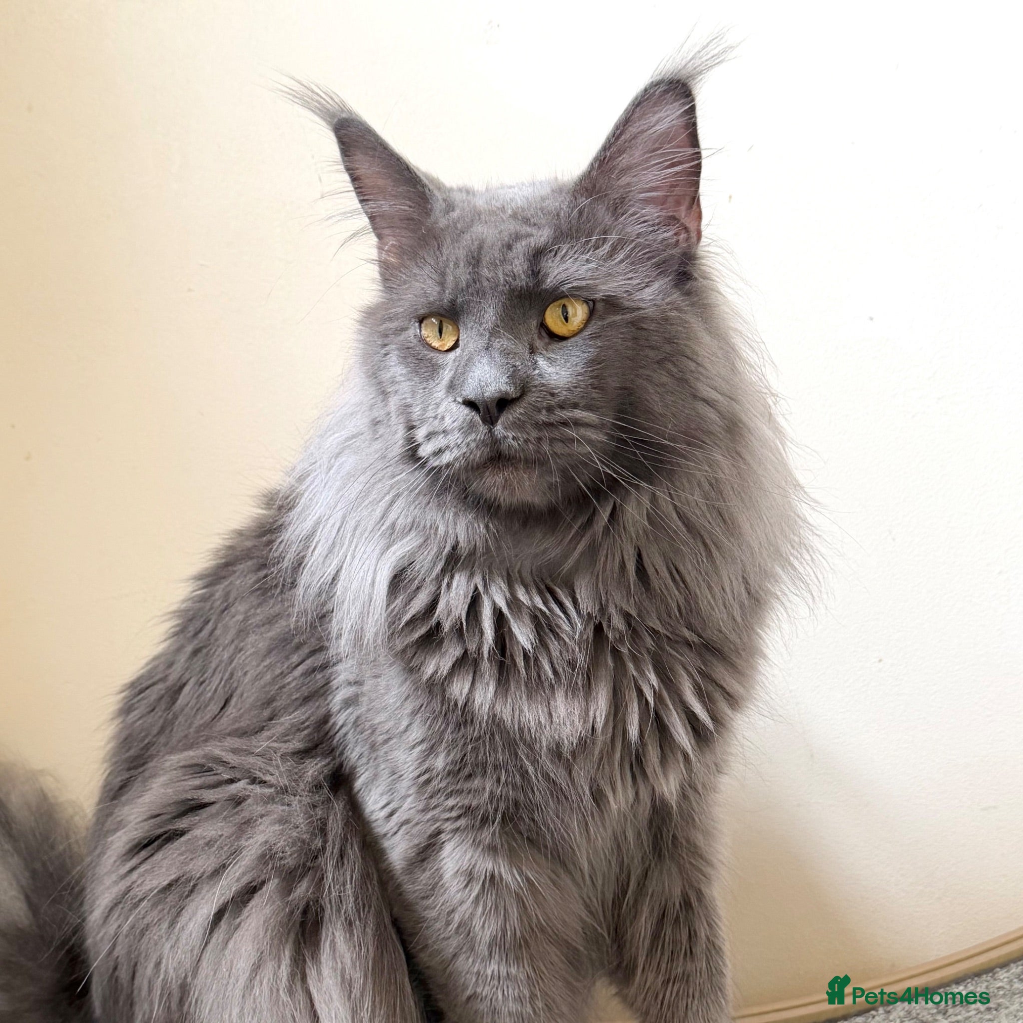 Maine Coon cats TICA Proven - Champion Lines - Blue Smoke - Advert 15