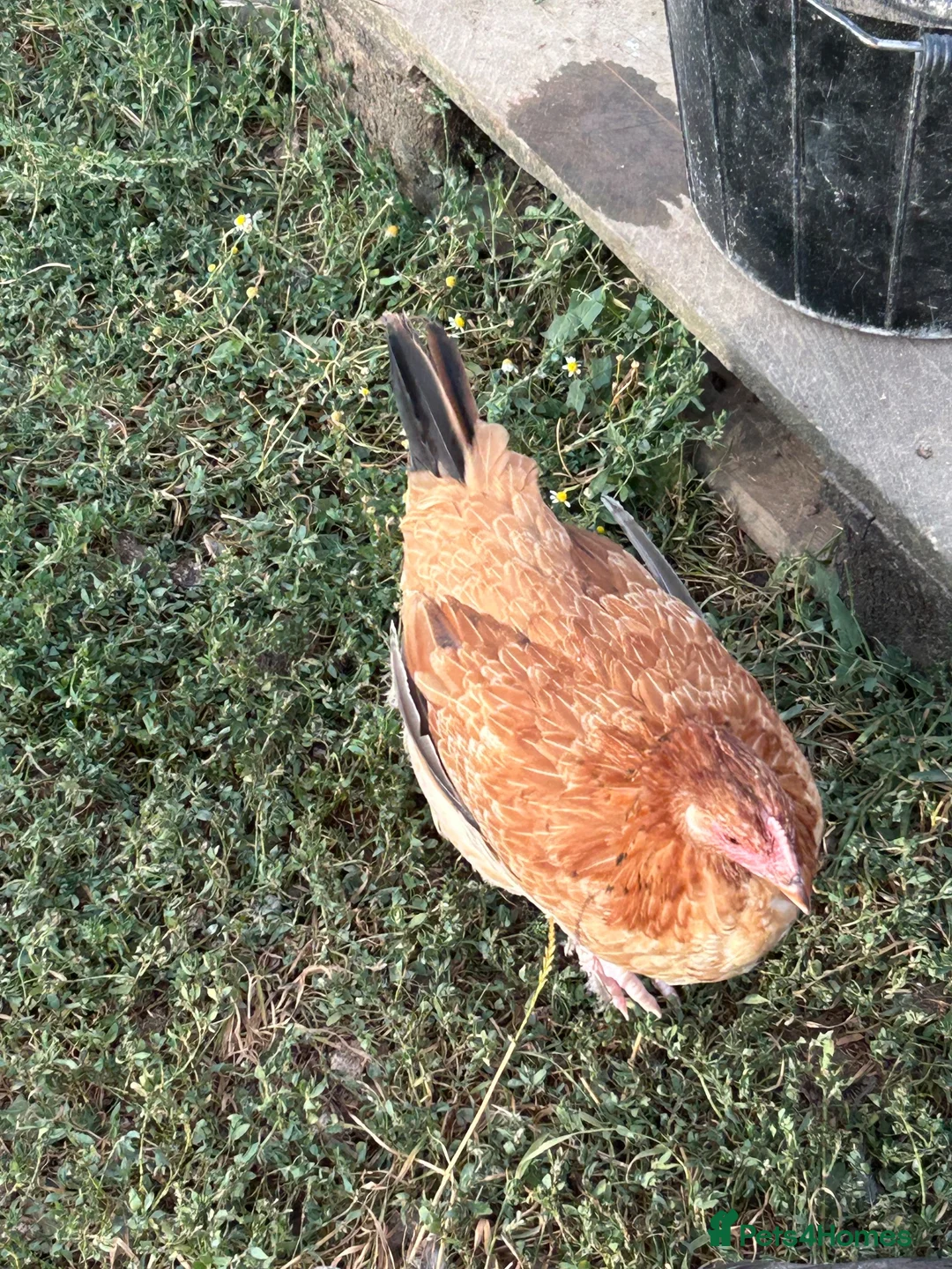 Chickens poultry for sale: Wheaten Maran trio  - Advert 1