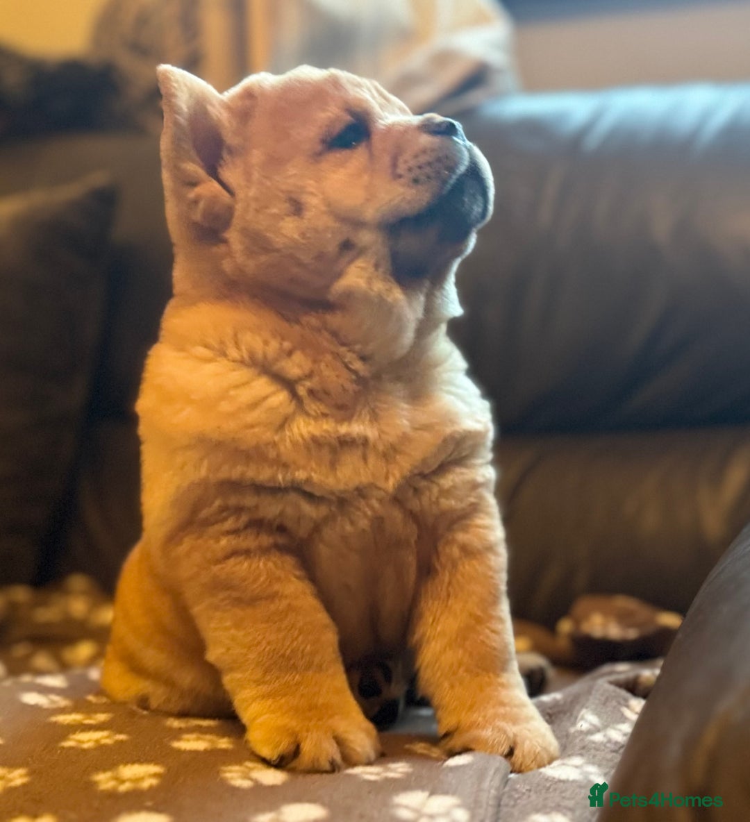 Chow Chow dogs for sale: Meet Buddy - stunning smooth - Advert 17