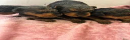 Airedale Terrier dogs for sale: KC REG 5⭐️BREEDER 4💖5💙 - Advert 14