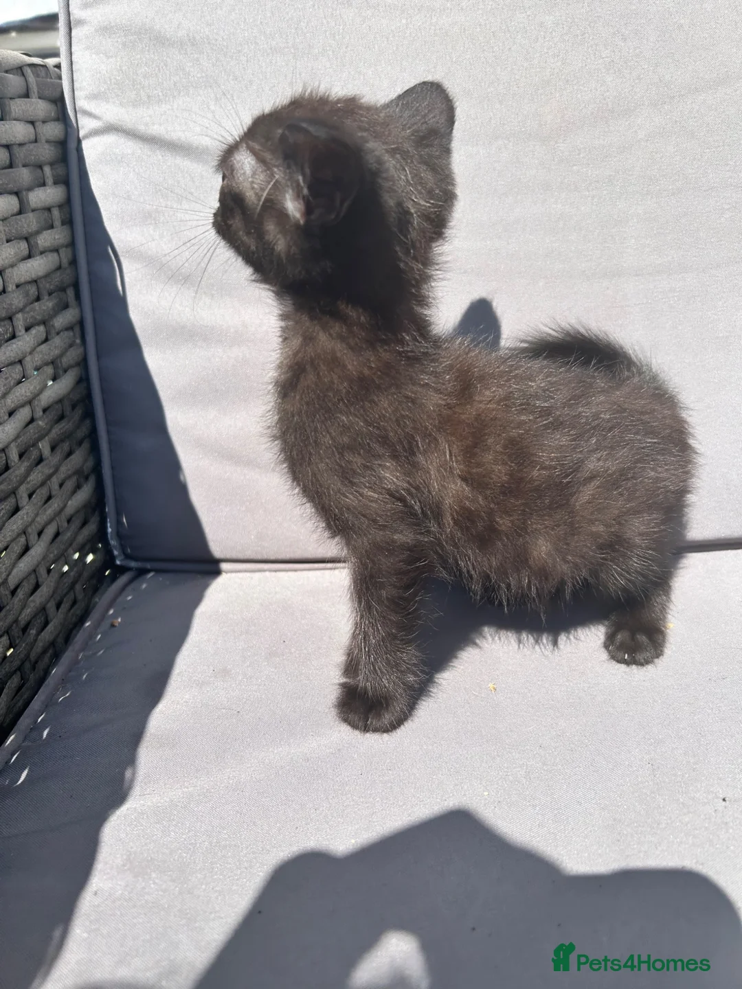 Mixed Breed cats for sale: 4 kittens  in Clacton-on-Sea - Advert 2