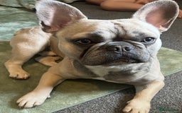 French Bulldog dogs for sale: Gorgeous Freddie needs a loving home - Image 2