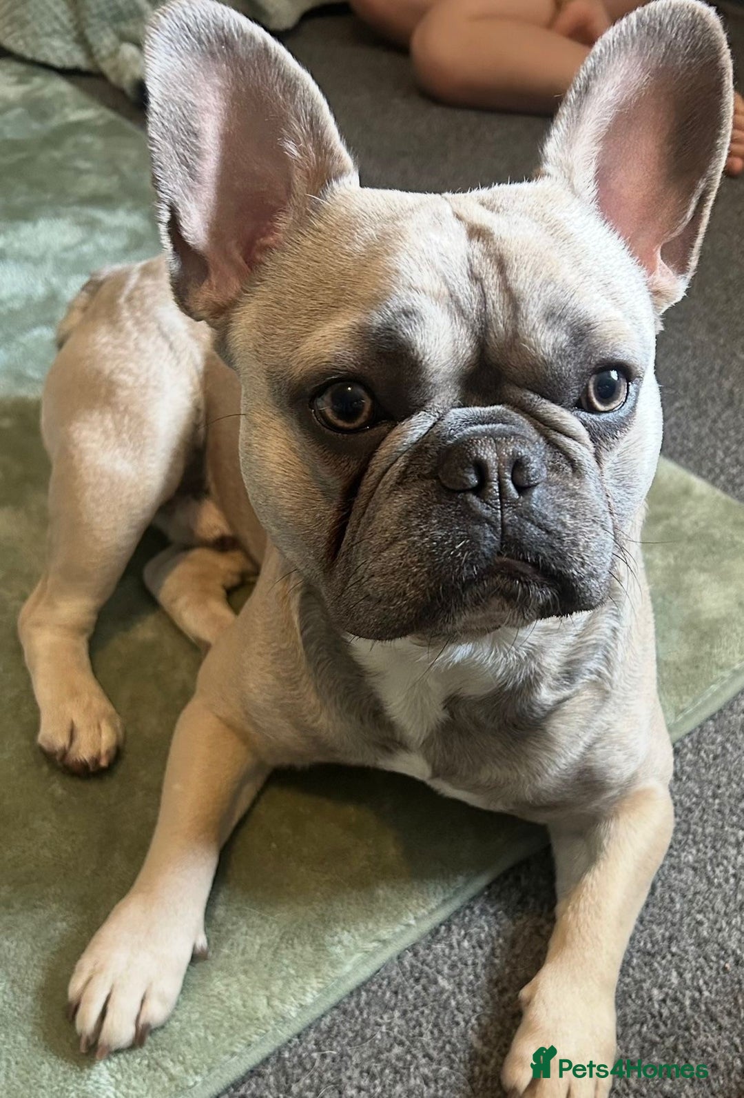 French Bulldog dogs for sale: Gorgeous Freddie needs a loving home - Image 2