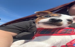 Jack Russell dogs for sale: Ruby  - Image 6