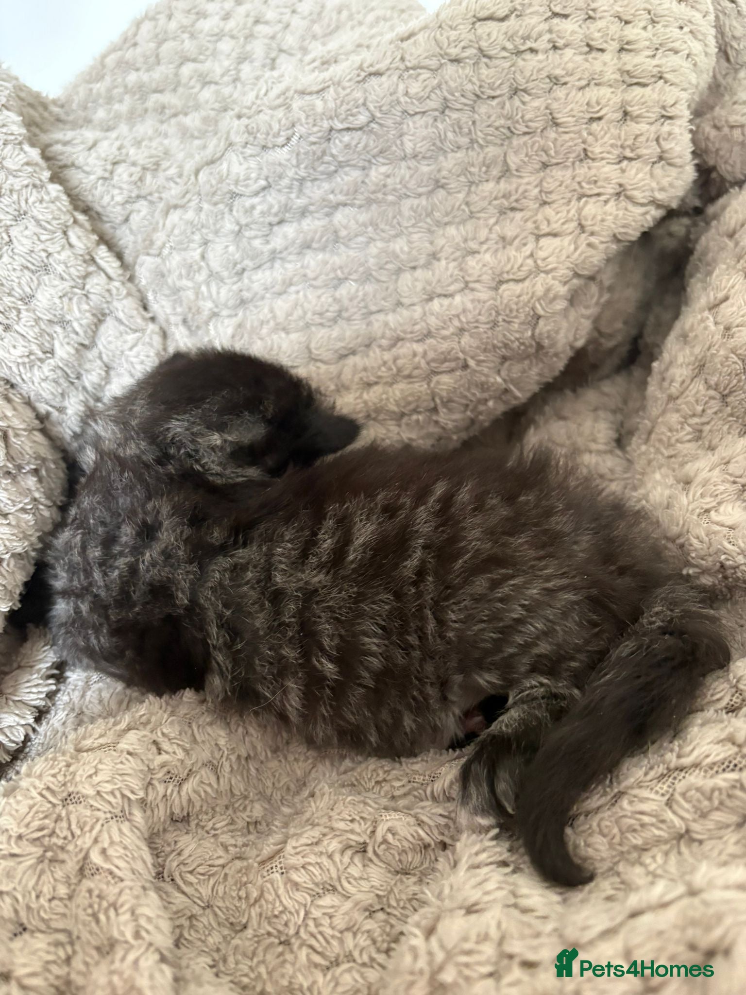 Mixed Breed cats for sale: Mixed Beautiful Girls  - Advert 6