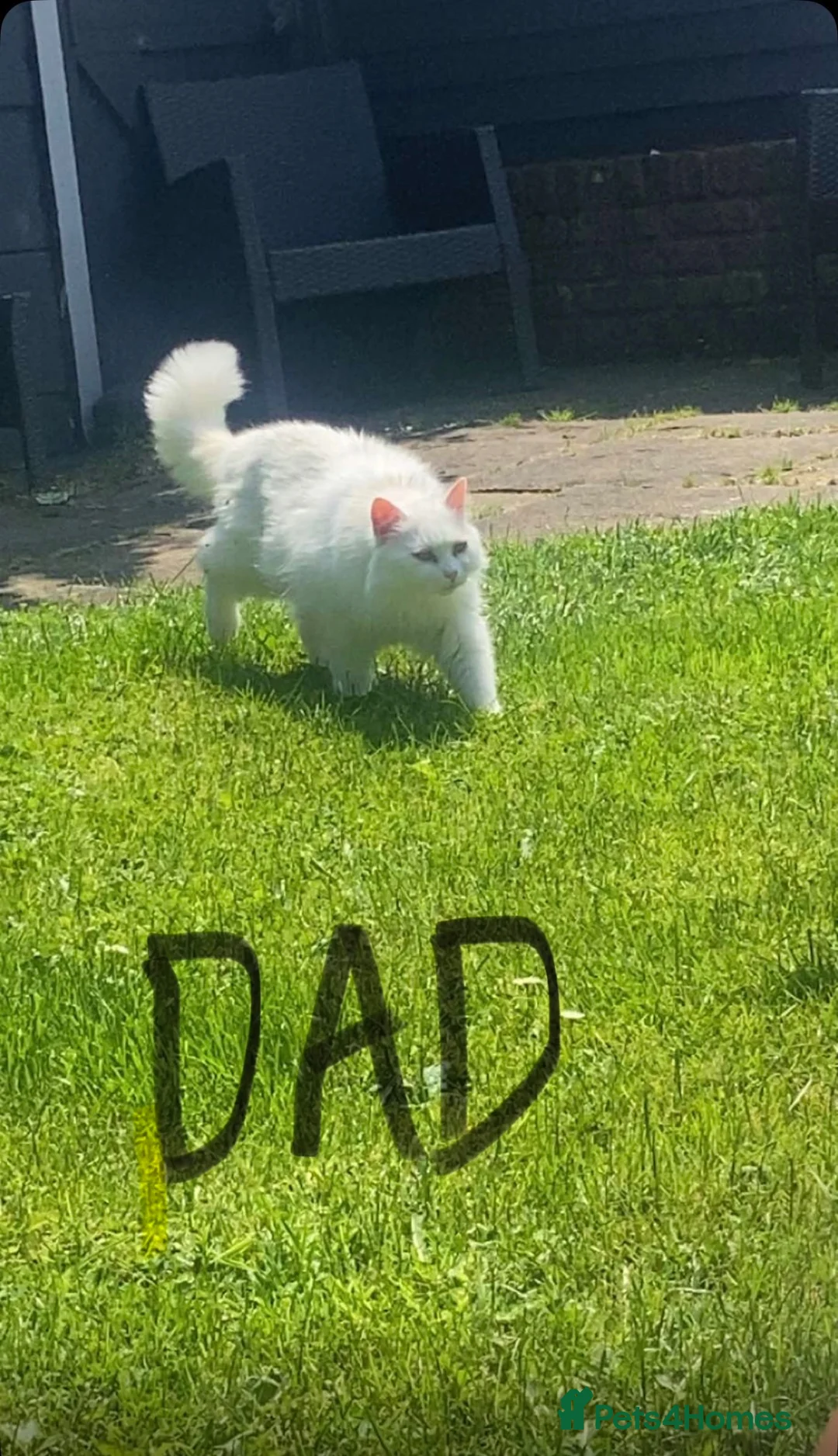 British Longhair cats for sale: Cute ragdoll long hair kittens  - Advert 2