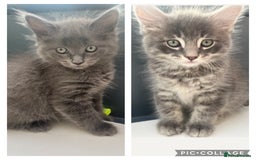 Maine Coon cats for sale: Ragdoll x main coon - Image 1
