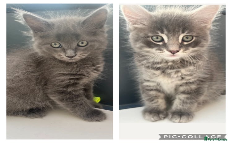 Maine Coon cats - Advert 9