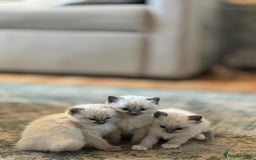 Ragdoll cats for sale: Exceptional Quality Ragdoll Kittens  - Image 15
