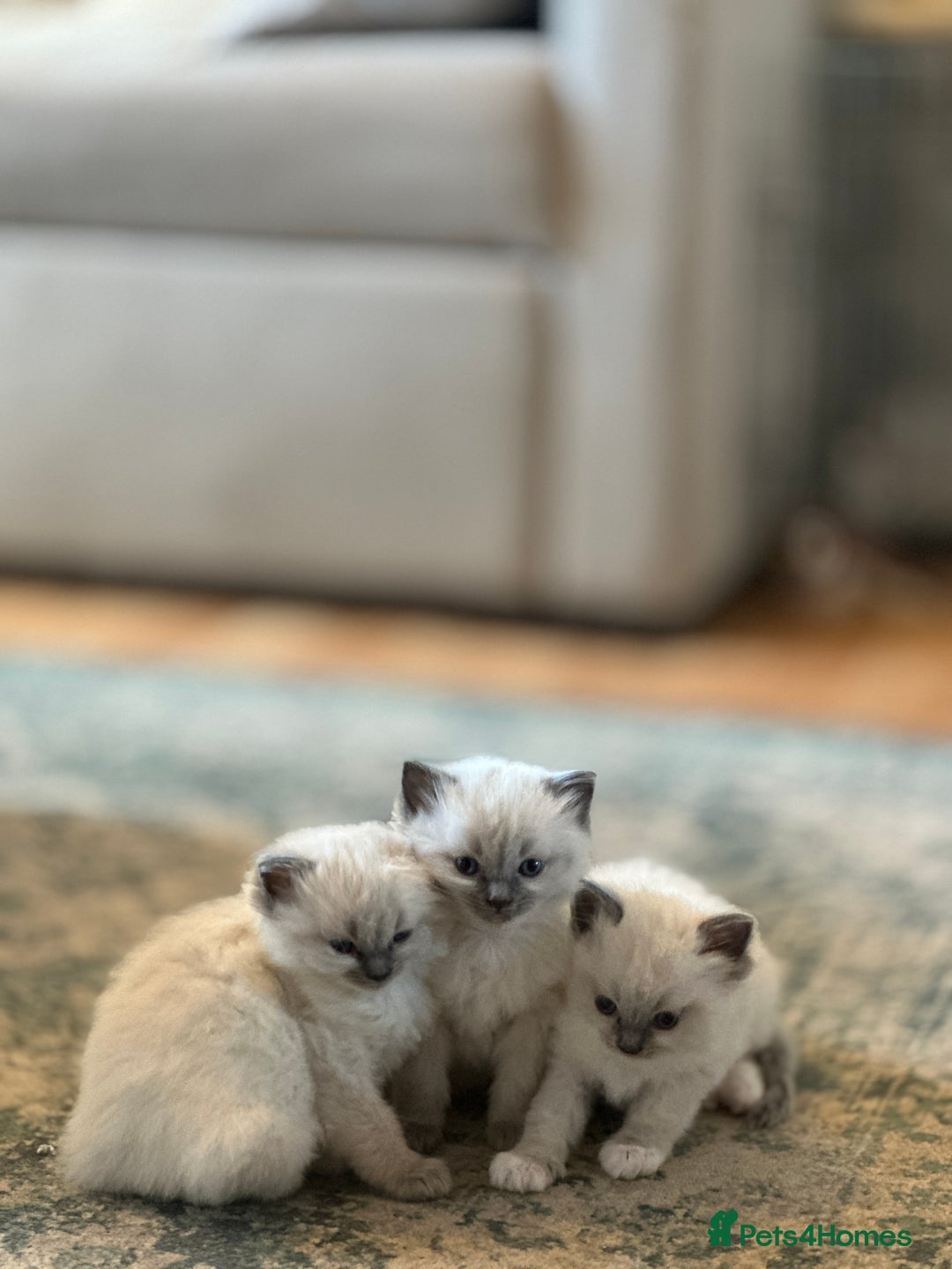 Ragdoll cats for sale: Exceptional Quality Ragdoll Kittens  - Image 15