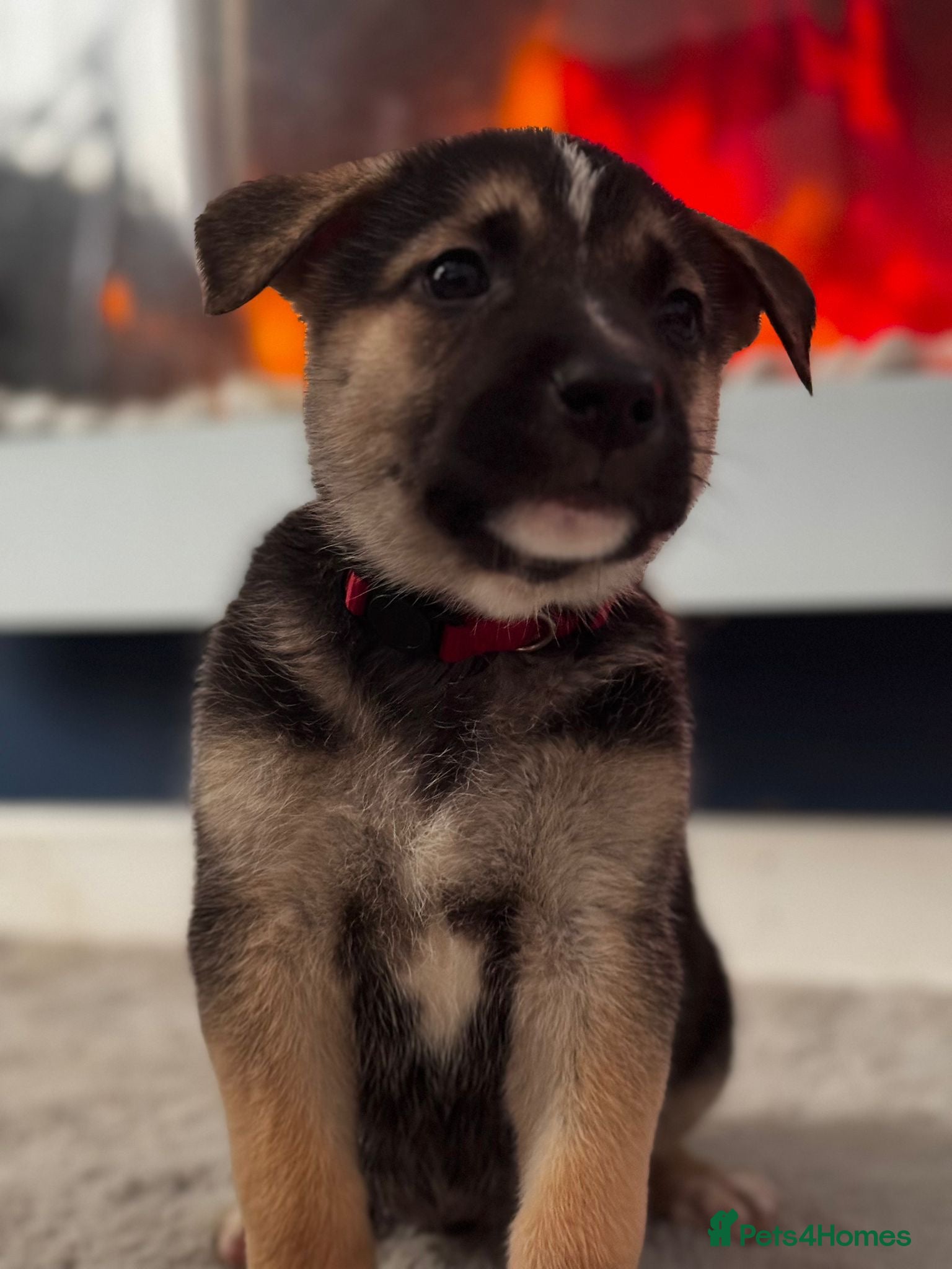 Mixed Breed dogs Staffy x belgian malinois  - Advert 6