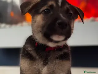 Mixed Breed dogs Staffy x belgian malinois - Advert 6