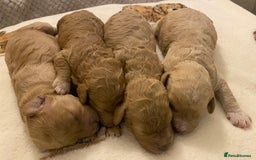 Cavapoo dogs for sale: Gorgeous Teddybear Cavapoo Puppies health checked  - Advert 3