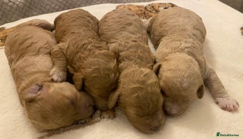 Cavapoo dogs Gorgeous Teddybear Cavapoo Puppies health checked - Advert 9