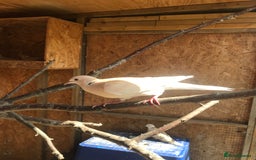 Doves birds for sale: Ring neck doves - Image 6
