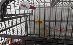 Cockatiels birds for sale: Cockatiel female 3 yrs old. Prefers out of cage. - Image 7