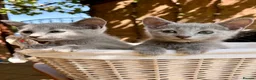 Russian Blue cats for sale: 🐾Champion Line TICA Russian Blue Kittens 🐾 - Advert 8