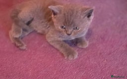 British Shorthair cats for sale: 6 x British Short-haired Blue kittens for sale - Image 11