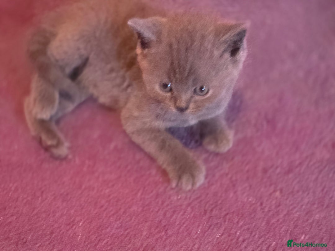British Shorthair cats for sale: 6 x British Short-haired Blue kittens for sale - Image 11