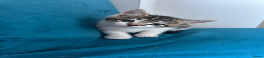 Domestic Shorthair Kitten 3