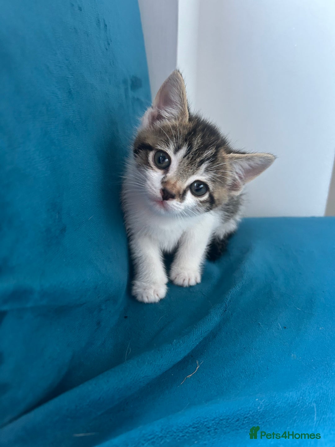 Domestic Shorthair cats for sale: Kittens looking for their forever home  - Image 9