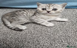 Scottish Fold cats for sale: Adorable Scottish fold Straight Ears Kittens  - Image 8