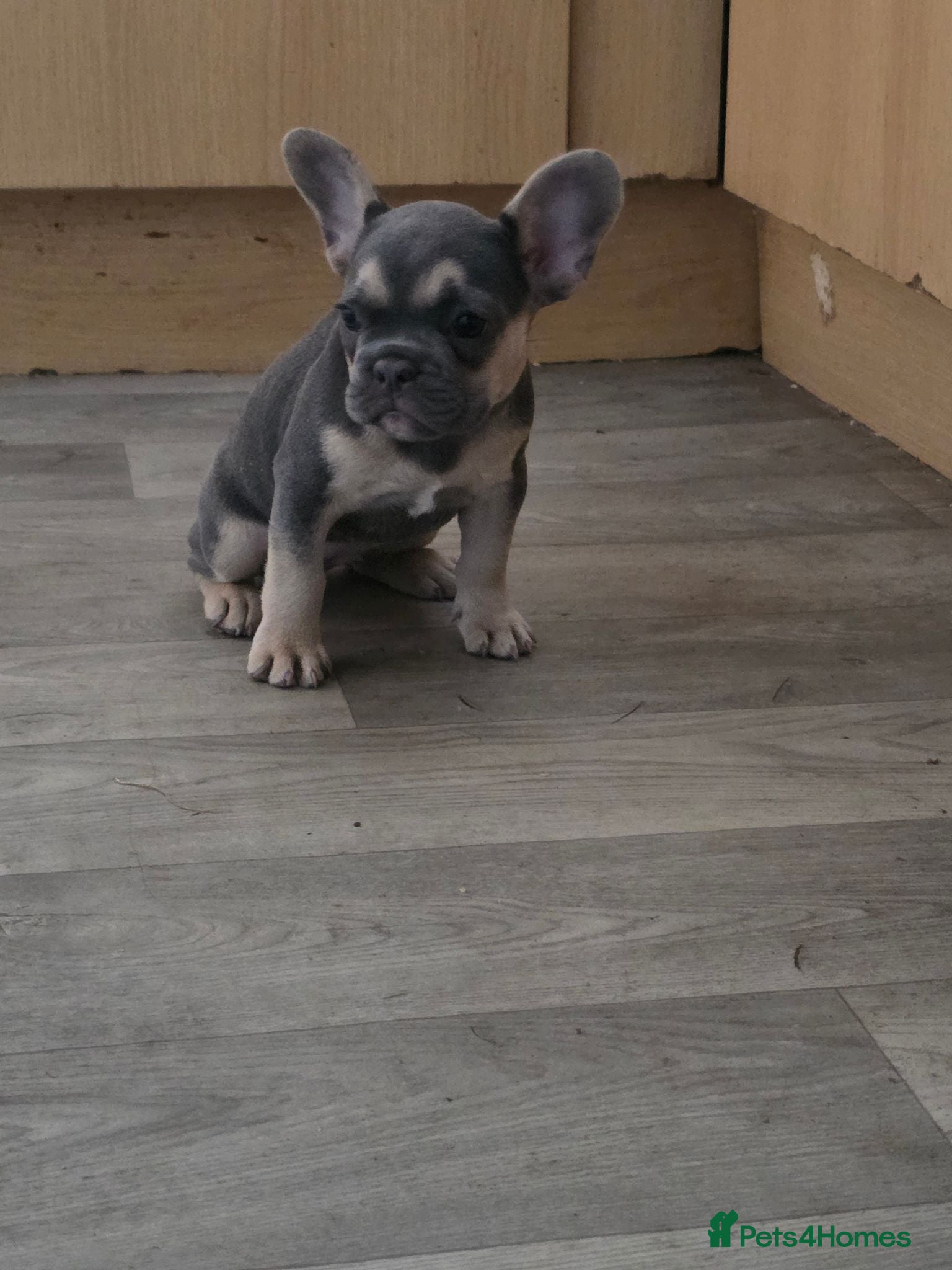French Bulldog dogs Kc reg female French bulldog - Advert 2
