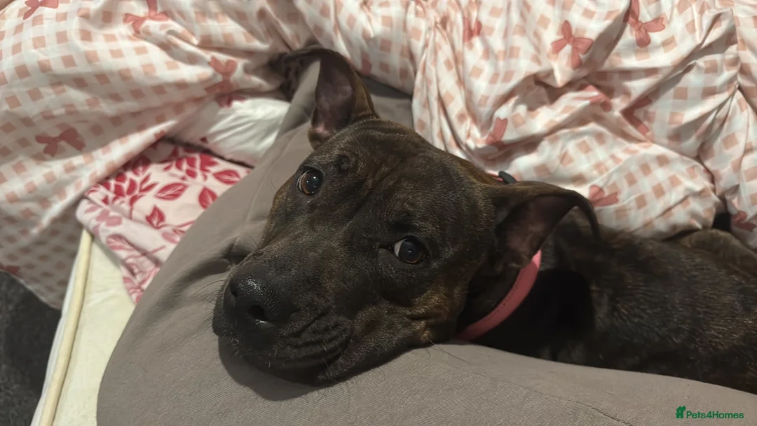 American Bull Staffy dogs for stud: Looking for a stud for my loving girl  - Advert 2