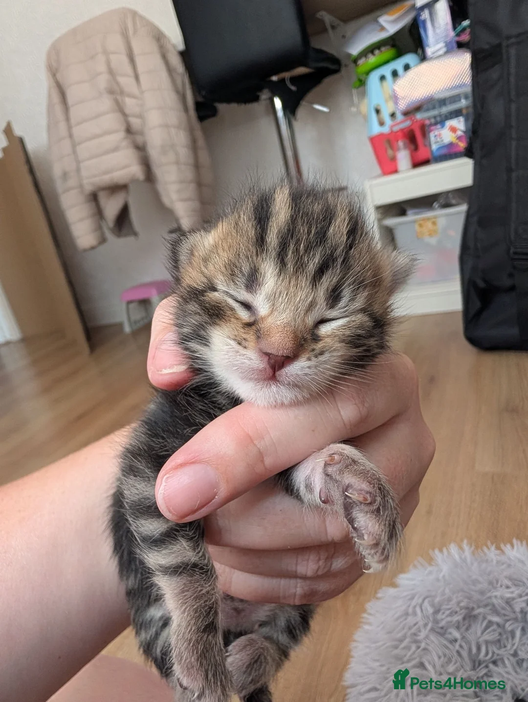 Mixed Breed cats for sale: Mixed Maine Coon Kittens  - Advert 2