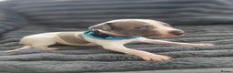 Italian Greyhound dogs for sale: READY TO GO IN 5 DAYS  - Advert 3