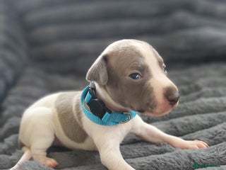 Italian Greyhound dogs SIX ITALIAN MALE PUPPIES AVAILABLE ✨ - Advert 3