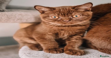 British Shorthair cats - Advert 6