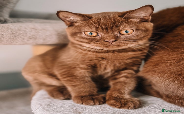 British Shorthair cats - Advert 1