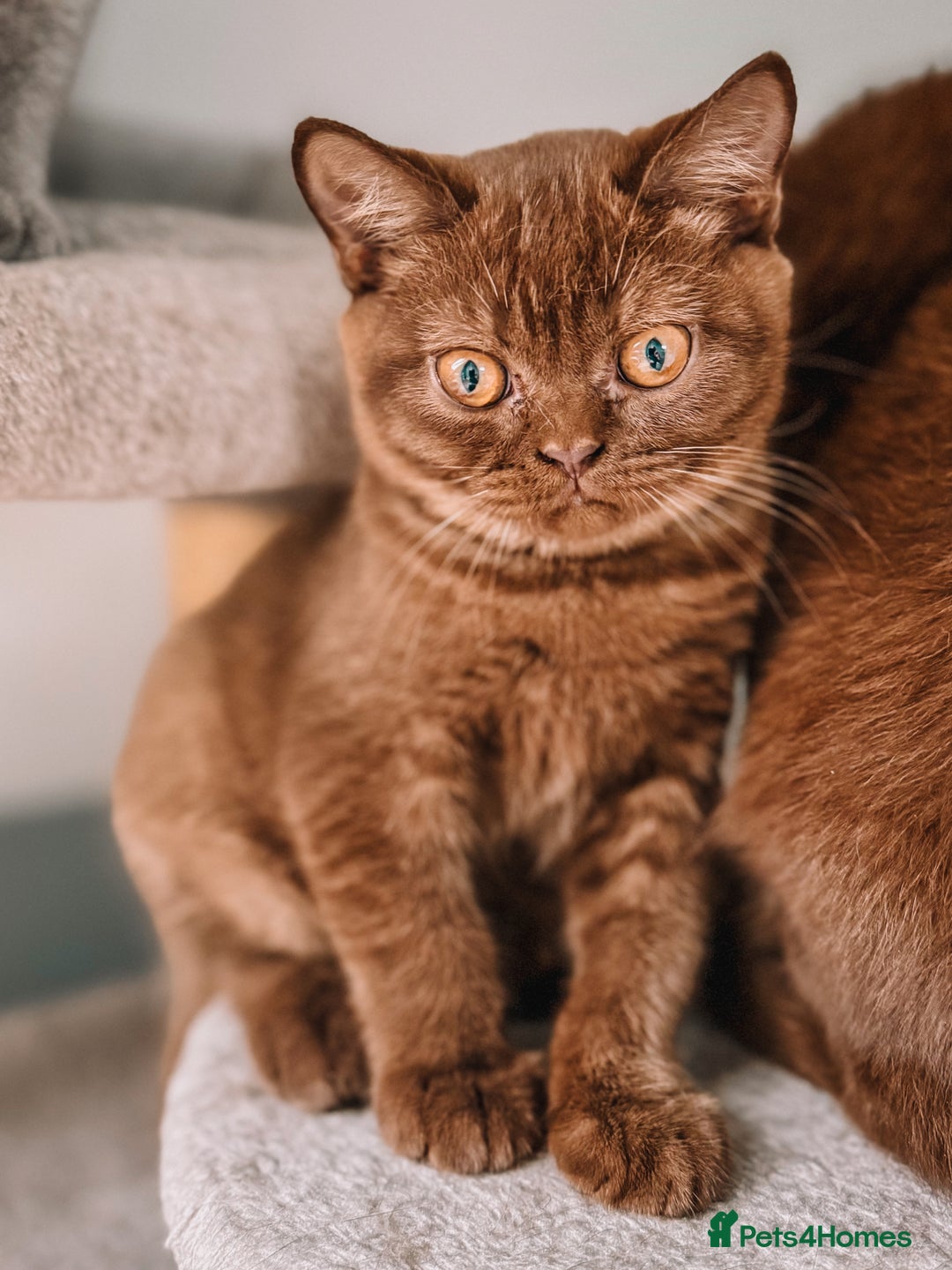 British Shorthair cats for sale: Last Blue boy British shorthair kitten GCCF - Image 8