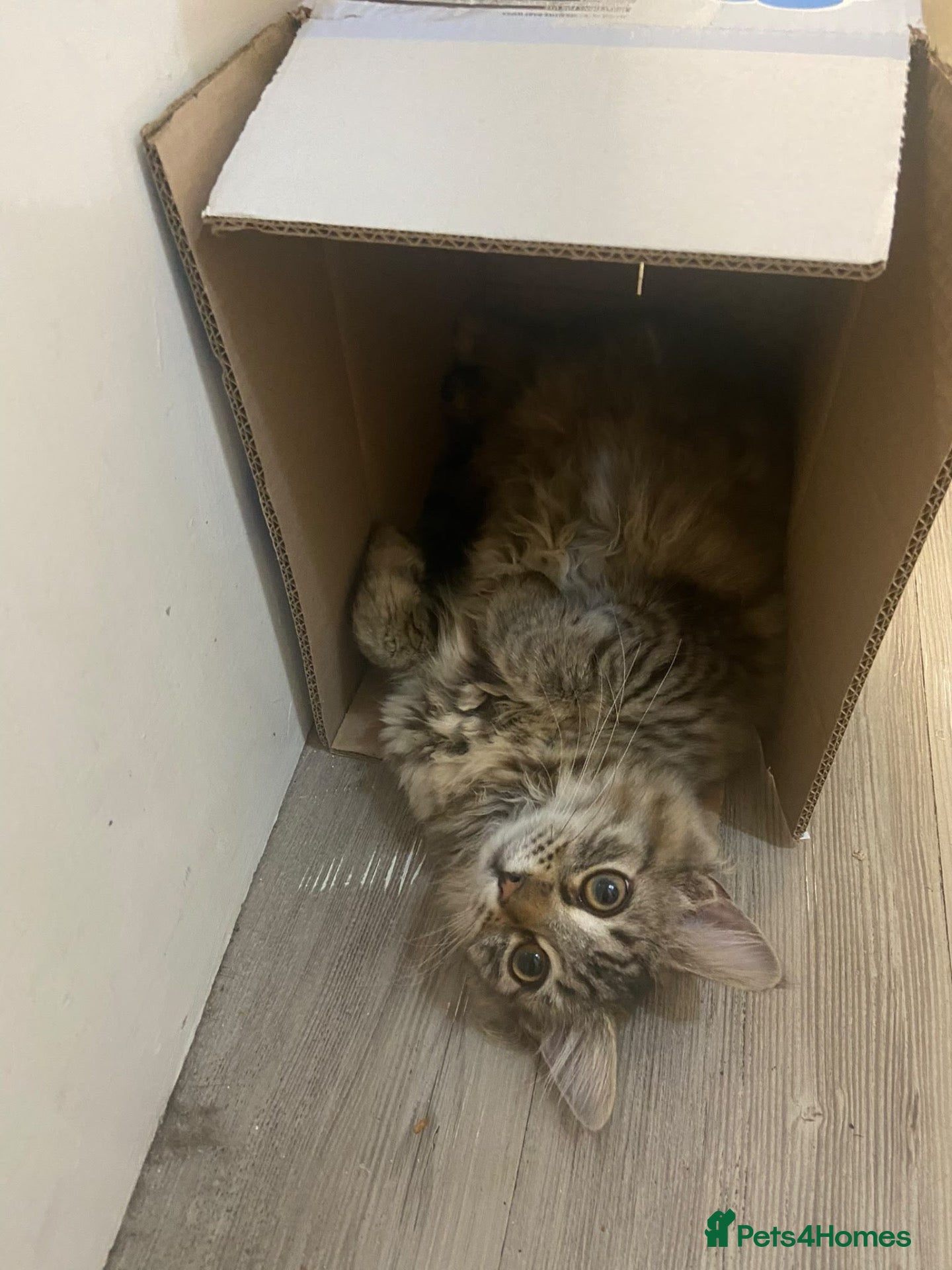 Siberian cats Stunning Siberian very reduce price  - Advert 2