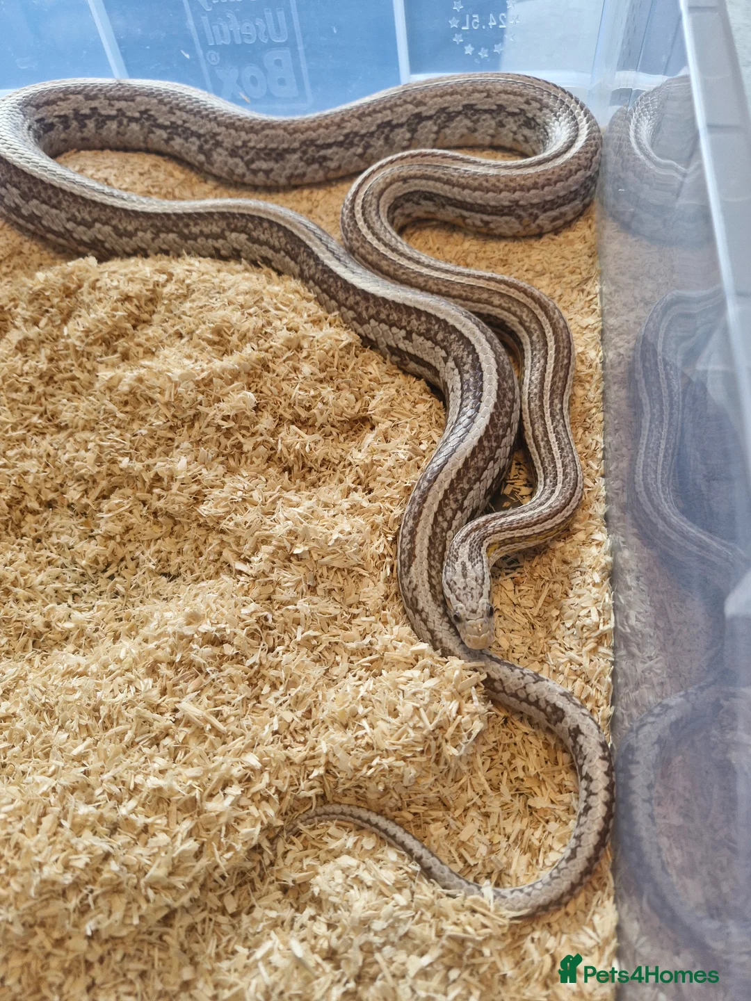 Corn Snake reptiles for sale: Tessera cornsnake female 100%het lavender anery  - Advert 4