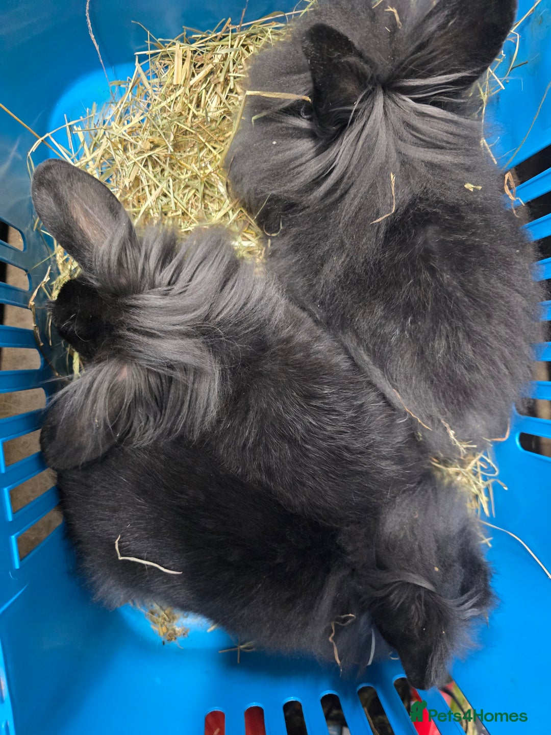 Mini Lion Lop rabbits for sale: 4 mini lop lion head bunnies rescue adopt  - Image 4