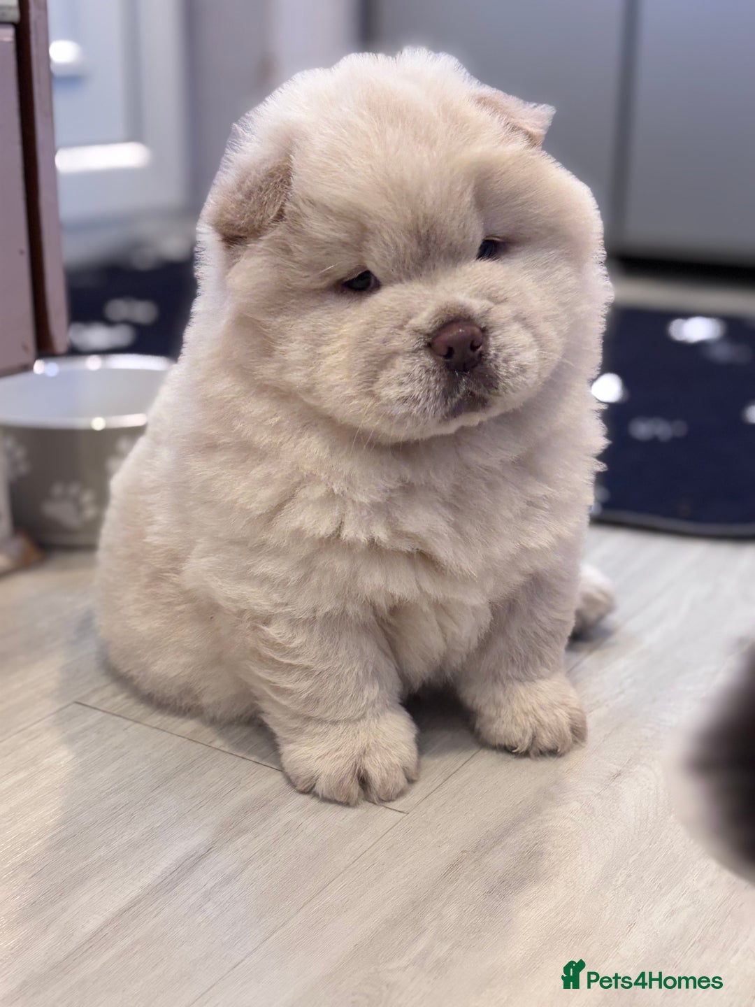Chow Chow dogs for sale: Blue and Cream carry Tan ChowChow puppies  - Advert 5