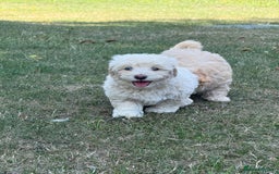 Maltipoo dogs for sale: 🌟 READY NOW 🌟 F1 Maltipoos  - Image 11