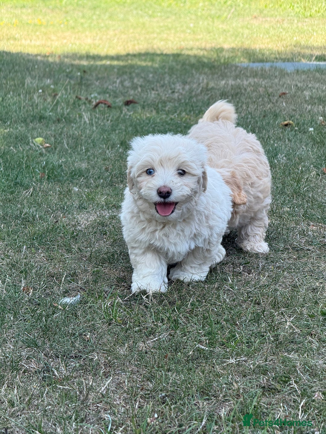 Maltipoo dogs for sale: 🌟 READY NOW 🌟 F1 Maltipoos  - Image 11