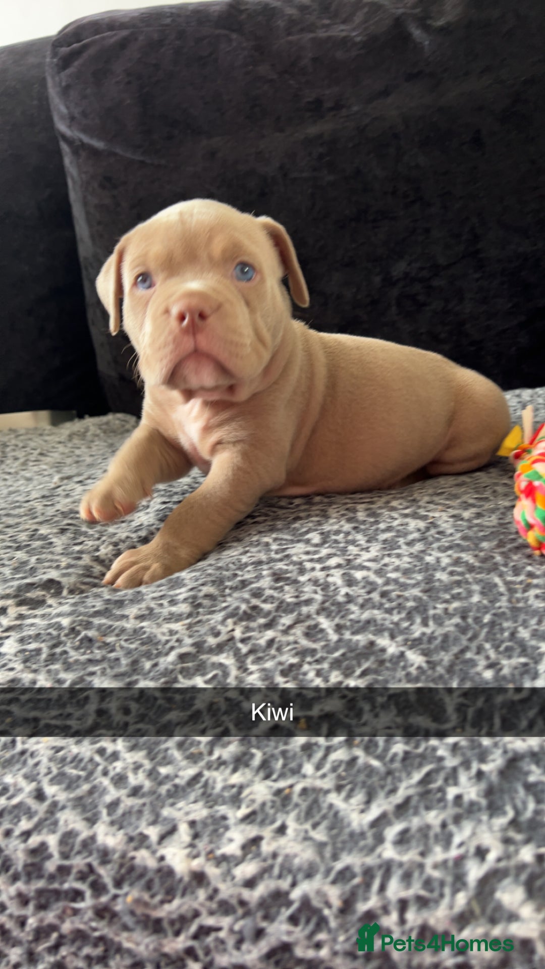 American Bully dogs for sale: Stunning pocket bullie’s  - Image 37