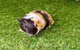 Guinea Pig rodents for sale: Super calm, friendly Guinea pig females  - Image 5