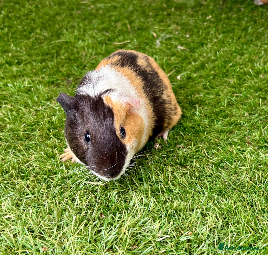 Guinea Pig rodents for sale: Super calm, friendly Guinea pig females  - Image 5