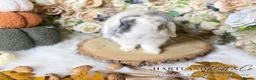 Mini Lop rabbits for sale: MINI LOPS | PEDIGREE  - Advert 3