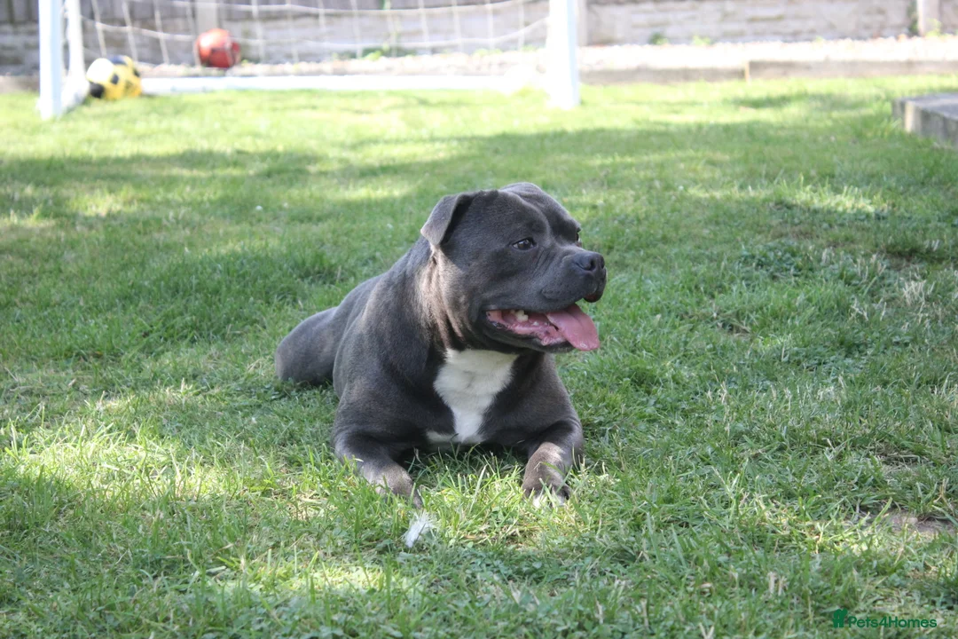 Staffordshire Bull Terrier dogs for stud: NARCOS! THE U.K’s FINEST STAFFY AVAILABLE NOW! in Nottingham - Advert 10