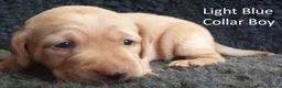 Labrador Retriever dogs for sale: Stunning Red Fox Labs-Health checked, KC Reg, FTCH - Advert 40