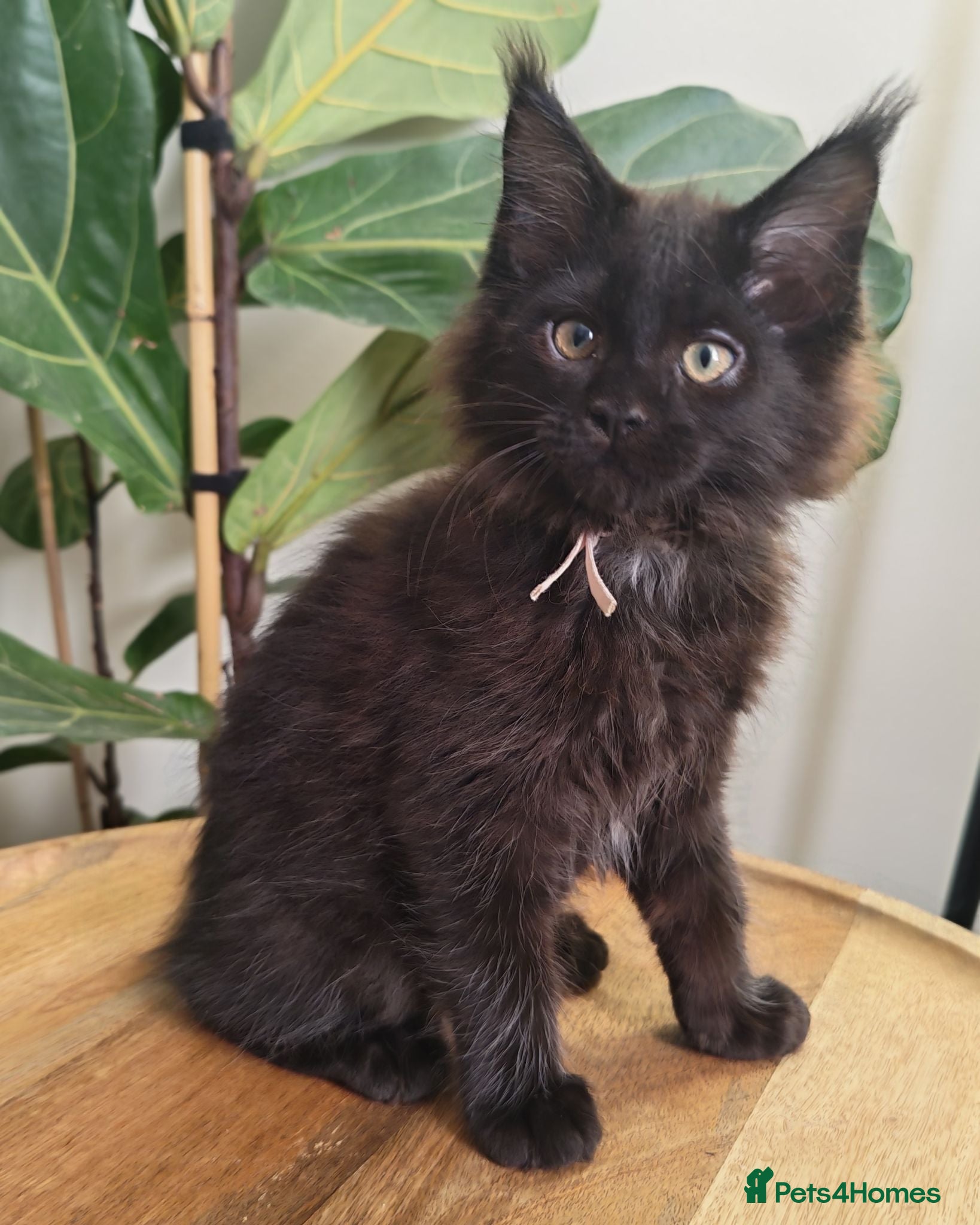 Maine Coon cats Stunning XL Black & Blue Smoke TICA Maine Coons - Advert 2